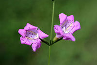 Purple False Foxglove (Agalinis purpurea) At the edge of a wetland in Floyd County, GA.<br />
https://www.jungledragon.com/image/66207/purple_false_foxglove_agalinis_purpurea.html<br />
https://www.jungledragon.com/image/66208/purple_false_foxglove_agalinis_purpurea.html<br />
<br />
Like many other members of the Orobanchaceae family, Agalinis purpurea is a hemiparasitic plant. It uses haustoria to make a connection to the roots of host plants, siphoning nutrients from them. However, this species also has photosynthetic capabilities and can produce its own energy sources. The Agalinis genus is the largest genus of hemiparasitic plants in the eastern US.<br />
Agalinis purpurea,Geotagged,Summer,United States,wetland,wetlands