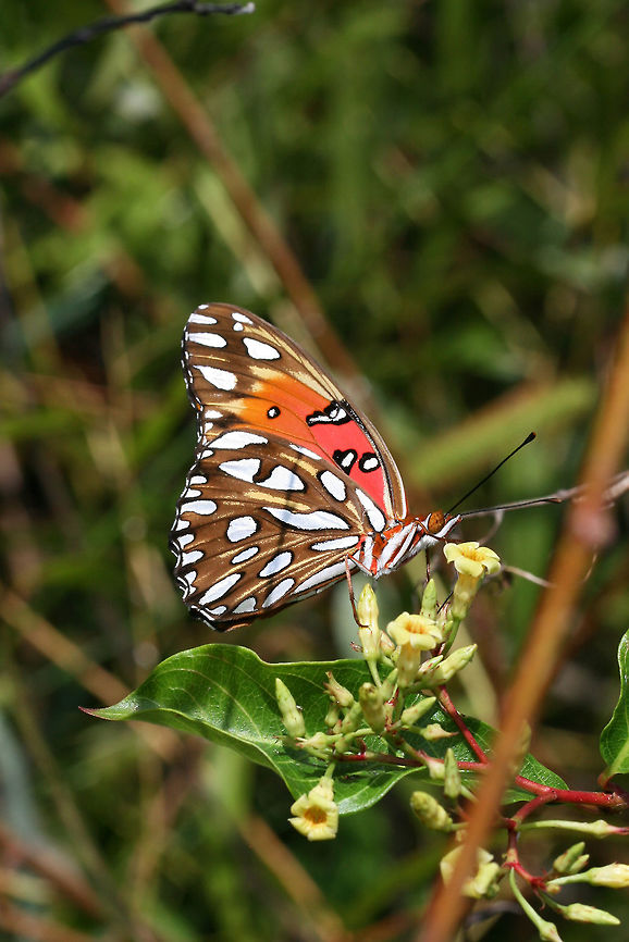 Gulf Fritillary (Agraulis vanillae) Nectaring on Climbing Dogbane (Thyrsanthella difformis) near a wetland habitat.<br />
<figure class="photo"><a href="https://www.jungledragon.com/image/66213/gulf_fritillary_agraulis_vanillae.html" title="Gulf Fritillary (Agraulis vanillae)"><img src="https://s3.amazonaws.com/media.jungledragon.com/images/3231/66213_thumb.jpg?AWSAccessKeyId=05GMT0V3GWVNE7GGM1R2&Expires=1763596810&Signature=aISmnJe6KAZxnPa4B7jdZ6KiFbc%3D" width="106" height="152" alt="Gulf Fritillary (Agraulis vanillae) Nectaring on Climbing Dogbane (Thyrsanthella difformis) near a wetland habitat.<br />
https://www.jungledragon.com/image/66211/gulf_fritillary_agraulis_vanillae.html<br />
https://www.jungledragon.com/image/66212/gulf_fritillary_agraulis_vanillae.html Agraulis vanillae,Geotagged,Gulf fritillary,Summer,United States,wetland,wetlands" /></a></figure><br />
<figure class="photo"><a href="https://www.jungledragon.com/image/66212/gulf_fritillary_agraulis_vanillae.html" title="Gulf Fritillary (Agraulis vanillae)"><img src="https://s3.amazonaws.com/media.jungledragon.com/images/3231/66212_thumb.jpg?AWSAccessKeyId=05GMT0V3GWVNE7GGM1R2&Expires=1763596810&Signature=wqy6%2BG7rAeL%2FK1vJ2NTC5H%2FDnUI%3D" width="200" height="134" alt="Gulf Fritillary (Agraulis vanillae) Nectaring on Late Boneset (Eupatorium serotinum).<br />
https://www.jungledragon.com/image/66213/gulf_fritillary_agraulis_vanillae.html<br />
https://www.jungledragon.com/image/66211/gulf_fritillary_agraulis_vanillae.html Agraulis vanillae,Geotagged,Gulf fritillary,Summer,United States" /></a></figure> Agraulis vanillae,Geotagged,Gulf fritillary,Summer,United States,wetland,wetlands