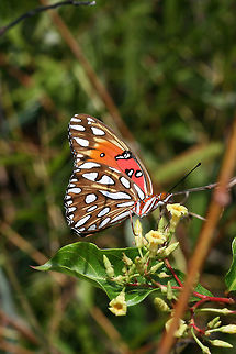 Gulf Fritillary (Agraulis vanillae) Nectaring on Climbing Dogbane (Thyrsanthella difformis) near a wetland habitat.
https://www.jungledragon.com/image/66213/gulf_fritillary_agraulis_vanillae.html
https://www.jungledragon.com/image/66212/gulf_fritillary_agraulis_vanillae.html Agraulis vanillae,Geotagged,Gulf fritillary,Summer,United States,wetland,wetlands