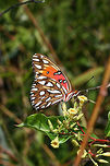 Gulf Fritillary (Agraulis vanillae) Nectaring on Climbing Dogbane (Thyrsanthella difformis) near a wetland habitat.<br />
https://www.jungledragon.com/image/66213/gulf_fritillary_agraulis_vanillae.html<br />
https://www.jungledragon.com/image/66212/gulf_fritillary_agraulis_vanillae.html Agraulis vanillae,Geotagged,Gulf fritillary,Summer,United States,wetland,wetlands