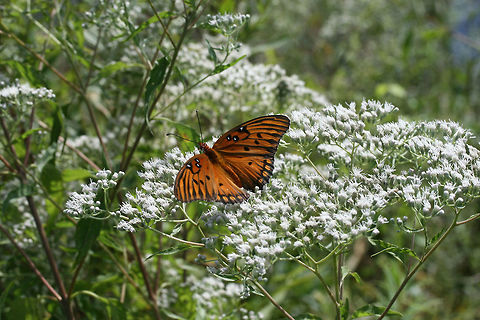 Gulf Fritillary (Agraulis vanillae) Nectaring on Late Boneset (Eupatorium serotinum).
https://www.jungledragon.com/image/66213/gulf_fritillary_agraulis_vanillae.html
https://www.jungledragon.com/image/66211/gulf_fritillary_agraulis_vanillae.html Agraulis vanillae,Geotagged,Gulf fritillary,Summer,United States