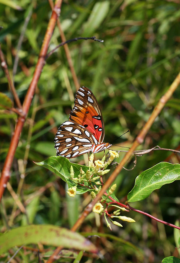 Gulf Fritillary (Agraulis vanillae) Nectaring on Climbing Dogbane (Thyrsanthella difformis) near a wetland habitat.<br />
<figure class="photo"><a href="https://www.jungledragon.com/image/66211/gulf_fritillary_agraulis_vanillae.html" title="Gulf Fritillary (Agraulis vanillae)"><img src="https://s3.amazonaws.com/media.jungledragon.com/images/3231/66211_thumb.jpg?AWSAccessKeyId=05GMT0V3GWVNE7GGM1R2&Expires=1769040010&Signature=YEu%2FksATCBNcJ7e7G0UlyY7mVMY%3D" width="102" height="152" alt="Gulf Fritillary (Agraulis vanillae) Nectaring on Climbing Dogbane (Thyrsanthella difformis) near a wetland habitat.<br />
https://www.jungledragon.com/image/66213/gulf_fritillary_agraulis_vanillae.html<br />
https://www.jungledragon.com/image/66212/gulf_fritillary_agraulis_vanillae.html Agraulis vanillae,Geotagged,Gulf fritillary,Summer,United States,wetland,wetlands" /></a></figure><br />
<figure class="photo"><a href="https://www.jungledragon.com/image/66212/gulf_fritillary_agraulis_vanillae.html" title="Gulf Fritillary (Agraulis vanillae)"><img src="https://s3.amazonaws.com/media.jungledragon.com/images/3231/66212_thumb.jpg?AWSAccessKeyId=05GMT0V3GWVNE7GGM1R2&Expires=1769040010&Signature=qcHdgBEhSPgjW94mePMgXB5u2UQ%3D" width="200" height="134" alt="Gulf Fritillary (Agraulis vanillae) Nectaring on Late Boneset (Eupatorium serotinum).<br />
https://www.jungledragon.com/image/66213/gulf_fritillary_agraulis_vanillae.html<br />
https://www.jungledragon.com/image/66211/gulf_fritillary_agraulis_vanillae.html Agraulis vanillae,Geotagged,Gulf fritillary,Summer,United States" /></a></figure> Agraulis vanillae,Geotagged,Gulf fritillary,Summer,United States,wetland,wetlands