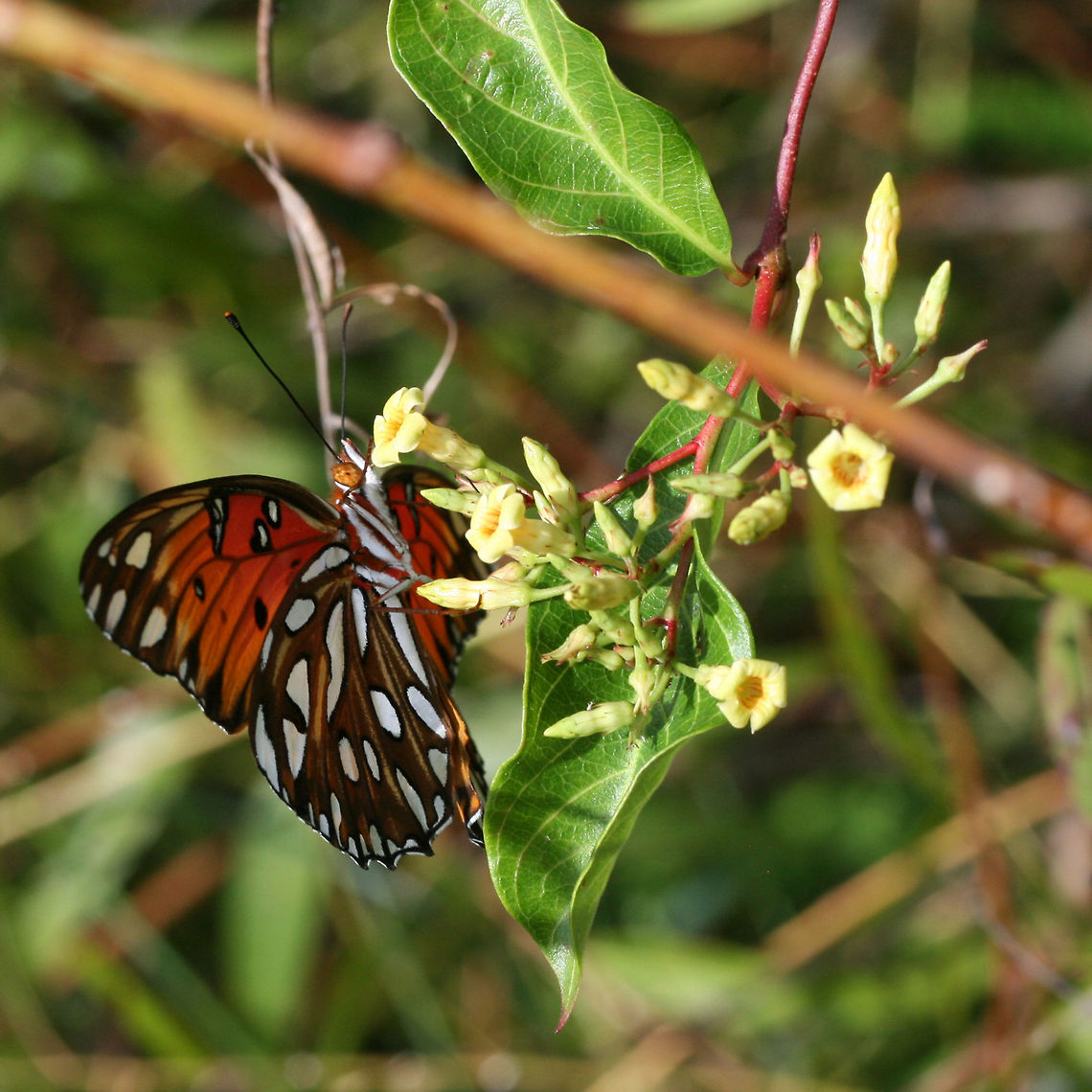 Climbing Dogbane (Thyrsanthella difformis) I'm kind of ashamed to say it, but I didn't even notice this inconspicuous vine that the showy Gulf Fritillary (Agraulis vanillae) was nectaring on! I will have to go back for better photos soon! Growing at the edge of a pond in a wetland habitat in Floyd County, GA. Geotagged,Summer,Thyrsanthella difformis,United States,wetland,wetlands