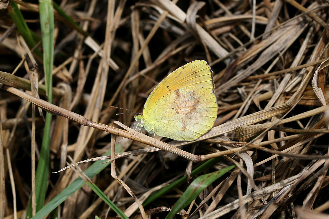 Sleepy Orange (Abaeis nicippe) Resting in foliage ate the edge of a pond in a wetland habitat in Floyd County, GA, US. Abaeis,Eurema nicippe,Geotagged,Lepidoptera,Sleepy Orange,Summer,United States,butterflies,butterfly,wetland,wetlands
