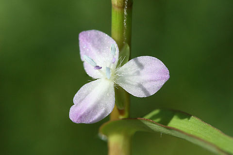 Marsh Dewflower (Murdannia keisak) INTRODUCED/INVASIVE.
At a wetland edge in Floyd County, GA.
https://www.jungledragon.com/image/66223/marsh_dewflower_murdannia_keisak.html
 Geotagged,Marsh Dewflower,Murdannia,Murdannia keisak,Summer,United States,dewflower,wetland,wetlands