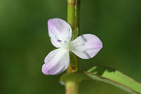 Marsh Dewflower (Murdannia keisak) INTRODUCED/INVASIVE.<br />
At a wetland edge in Floyd County, GA.<br />
https://www.jungledragon.com/image/66223/marsh_dewflower_murdannia_keisak.html<br />
 Geotagged,Marsh Dewflower,Murdannia,Murdannia keisak,Summer,United States,dewflower,wetland,wetlands
