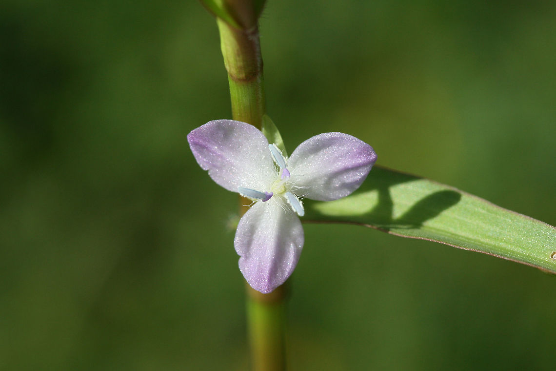 Marsh Dewflower (Murdannia keisak) INTRODUCED/INVASIVE.<br />
At a wetland edge in Floyd County, GA.<br />
<figure class="photo"><a href="https://www.jungledragon.com/image/66222/marsh_dewflower_murdannia_keisak.html" title="Marsh Dewflower (Murdannia keisak)"><img src="https://s3.amazonaws.com/media.jungledragon.com/images/3231/66222_thumb.jpg?AWSAccessKeyId=05GMT0V3GWVNE7GGM1R2&Expires=1759968010&Signature=1mdodUYuhIF0nFI6ZEIuPGfIlBU%3D" width="200" height="134" alt="Marsh Dewflower (Murdannia keisak) INTRODUCED/INVASIVE.<br />
At a wetland edge in Floyd County, GA.<br />
https://www.jungledragon.com/image/66223/marsh_dewflower_murdannia_keisak.html<br />
 Geotagged,Marsh Dewflower,Murdannia,Murdannia keisak,Summer,United States,dewflower,wetland,wetlands" /></a></figure> Geotagged,Marsh Dewflower,Murdannia keisak,Summer,United States,wetland,wetlands