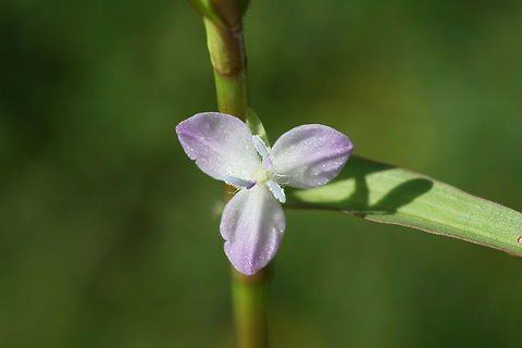 Marsh Dewflower (Murdannia keisak) INTRODUCED/INVASIVE.
At a wetland edge in Floyd County, GA.
https://www.jungledragon.com/image/66222/marsh_dewflower_murdannia_keisak.html Geotagged,Marsh Dewflower,Murdannia keisak,Summer,United States,wetland,wetlands