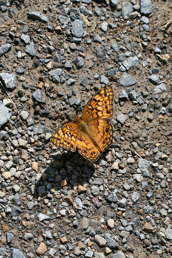 Variegated Fritillary (Euptoieta claudia) On a dirt/gravel trail at the edge of a wetland in Floyd County, GA.<br />
<figure class="photo"><a href="https://www.jungledragon.com/image/66230/variegated_fritillary_euptoieta_claudia.html" title="Variegated Fritillary (Euptoieta claudia)"><img src="https://s3.amazonaws.com/media.jungledragon.com/images/3231/66230_thumb.jpg?AWSAccessKeyId=05GMT0V3GWVNE7GGM1R2&Expires=1767225610&Signature=LBrtkX9Q00%2FNyEKWXzg3KhPQXLU%3D" width="200" height="134" alt="Variegated Fritillary (Euptoieta claudia) On a dirt/gravel trail at the edge of a wetland in Floyd County, GA.<br />
https://www.jungledragon.com/image/66231/variegated_fritillary_euptoieta_claudia.html<br />
https://www.jungledragon.com/image/66228/variegated_fritillary_euptoieta_claudia.html Euptoieta claudia,Geotagged,Summer,United States,Variegated Fritillary,wetland,wetlands" /></a></figure><br />
<figure class="photo"><a href="https://www.jungledragon.com/image/66231/variegated_fritillary_euptoieta_claudia.html" title="Variegated Fritillary (Euptoieta claudia)"><img src="https://s3.amazonaws.com/media.jungledragon.com/images/3231/66231_thumb.jpg?AWSAccessKeyId=05GMT0V3GWVNE7GGM1R2&Expires=1767225610&Signature=MGH2Tis8UwtZkmD7KMbaIicFefM%3D" width="200" height="134" alt="Variegated Fritillary (Euptoieta claudia) On a dirt/gravel trail at the edge of a wetland in Floyd County, GA.<br />
https://www.jungledragon.com/image/66230/variegated_fritillary_euptoieta_claudia.html<br />
https://www.jungledragon.com/image/66228/variegated_fritillary_euptoieta_claudia.html Euptoieta claudia,Geotagged,Summer,United States,Variegated Fritillary" /></a></figure> Euptoieta claudia,Geotagged,Summer,United States,Variegated Fritillary,wetland,wetlands
