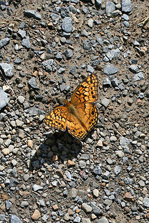 Variegated Fritillary (Euptoieta claudia) On a dirt/gravel trail at the edge of a wetland in Floyd County, GA.
https://www.jungledragon.com/image/66230/variegated_fritillary_euptoieta_claudia.html
https://www.jungledragon.com/image/66231/variegated_fritillary_euptoieta_claudia.html Euptoieta claudia,Geotagged,Summer,United States,Variegated Fritillary,wetland,wetlands