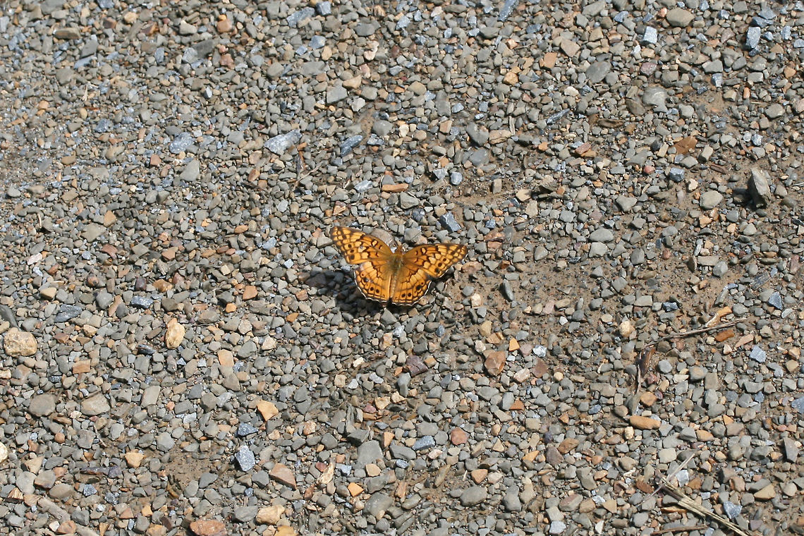 Variegated Fritillary (Euptoieta claudia) On a dirt/gravel trail at the edge of a wetland in Floyd County, GA.<br />
<figure class="photo"><a href="https://www.jungledragon.com/image/66231/variegated_fritillary_euptoieta_claudia.html" title="Variegated Fritillary (Euptoieta claudia)"><img src="https://s3.amazonaws.com/media.jungledragon.com/images/3231/66231_thumb.jpg?AWSAccessKeyId=05GMT0V3GWVNE7GGM1R2&Expires=1759968010&Signature=5vDu92TcvYsvCHu0mvMQRR70Uy4%3D" width="200" height="134" alt="Variegated Fritillary (Euptoieta claudia) On a dirt/gravel trail at the edge of a wetland in Floyd County, GA.<br />
https://www.jungledragon.com/image/66230/variegated_fritillary_euptoieta_claudia.html<br />
https://www.jungledragon.com/image/66228/variegated_fritillary_euptoieta_claudia.html Euptoieta claudia,Geotagged,Summer,United States,Variegated Fritillary" /></a></figure><br />
<figure class="photo"><a href="https://www.jungledragon.com/image/66228/variegated_fritillary_euptoieta_claudia.html" title="Variegated Fritillary (Euptoieta claudia)"><img src="https://s3.amazonaws.com/media.jungledragon.com/images/3231/66228_thumb.jpg?AWSAccessKeyId=05GMT0V3GWVNE7GGM1R2&Expires=1759968010&Signature=gkmxVjb2BIDXgCVwGt9fbncOCe0%3D" width="102" height="152" alt="Variegated Fritillary (Euptoieta claudia) On a dirt/gravel trail at the edge of a wetland in Floyd County, GA.<br />
https://www.jungledragon.com/image/66230/variegated_fritillary_euptoieta_claudia.html<br />
https://www.jungledragon.com/image/66231/variegated_fritillary_euptoieta_claudia.html Euptoieta claudia,Geotagged,Summer,United States,Variegated Fritillary,wetland,wetlands" /></a></figure> Euptoieta claudia,Geotagged,Summer,United States,Variegated Fritillary,wetland,wetlands