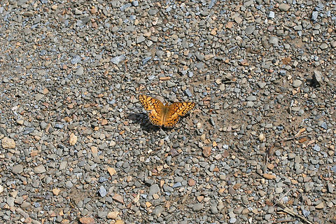 Variegated Fritillary (Euptoieta claudia) On a dirt/gravel trail at the edge of a wetland in Floyd County, GA.
https://www.jungledragon.com/image/66231/variegated_fritillary_euptoieta_claudia.html
https://www.jungledragon.com/image/66228/variegated_fritillary_euptoieta_claudia.html Euptoieta claudia,Geotagged,Summer,United States,Variegated Fritillary,wetland,wetlands