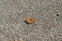 Variegated Fritillary (Euptoieta claudia) On a dirt/gravel trail at the edge of a wetland in Floyd County, GA.<br />
https://www.jungledragon.com/image/66231/variegated_fritillary_euptoieta_claudia.html<br />
https://www.jungledragon.com/image/66228/variegated_fritillary_euptoieta_claudia.html Euptoieta claudia,Geotagged,Summer,United States,Variegated Fritillary,wetland,wetlands