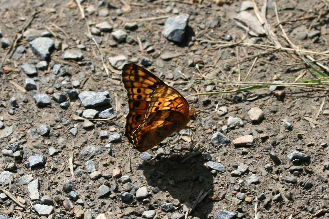 Variegated Fritillary (Euptoieta claudia) On a dirt/gravel trail at the edge of a wetland in Floyd County, GA.<br />
<figure class="photo"><a href="https://www.jungledragon.com/image/66230/variegated_fritillary_euptoieta_claudia.html" title="Variegated Fritillary (Euptoieta claudia)"><img src="https://s3.amazonaws.com/media.jungledragon.com/images/3231/66230_thumb.jpg?AWSAccessKeyId=05GMT0V3GWVNE7GGM1R2&Expires=1759968010&Signature=%2BPqQJ%2FHvEeBgEoFm55pkXbOPdEE%3D" width="200" height="134" alt="Variegated Fritillary (Euptoieta claudia) On a dirt/gravel trail at the edge of a wetland in Floyd County, GA.<br />
https://www.jungledragon.com/image/66231/variegated_fritillary_euptoieta_claudia.html<br />
https://www.jungledragon.com/image/66228/variegated_fritillary_euptoieta_claudia.html Euptoieta claudia,Geotagged,Summer,United States,Variegated Fritillary,wetland,wetlands" /></a></figure><br />
<figure class="photo"><a href="https://www.jungledragon.com/image/66228/variegated_fritillary_euptoieta_claudia.html" title="Variegated Fritillary (Euptoieta claudia)"><img src="https://s3.amazonaws.com/media.jungledragon.com/images/3231/66228_thumb.jpg?AWSAccessKeyId=05GMT0V3GWVNE7GGM1R2&Expires=1759968010&Signature=gkmxVjb2BIDXgCVwGt9fbncOCe0%3D" width="102" height="152" alt="Variegated Fritillary (Euptoieta claudia) On a dirt/gravel trail at the edge of a wetland in Floyd County, GA.<br />
https://www.jungledragon.com/image/66230/variegated_fritillary_euptoieta_claudia.html<br />
https://www.jungledragon.com/image/66231/variegated_fritillary_euptoieta_claudia.html Euptoieta claudia,Geotagged,Summer,United States,Variegated Fritillary,wetland,wetlands" /></a></figure> Euptoieta claudia,Geotagged,Summer,United States,Variegated Fritillary