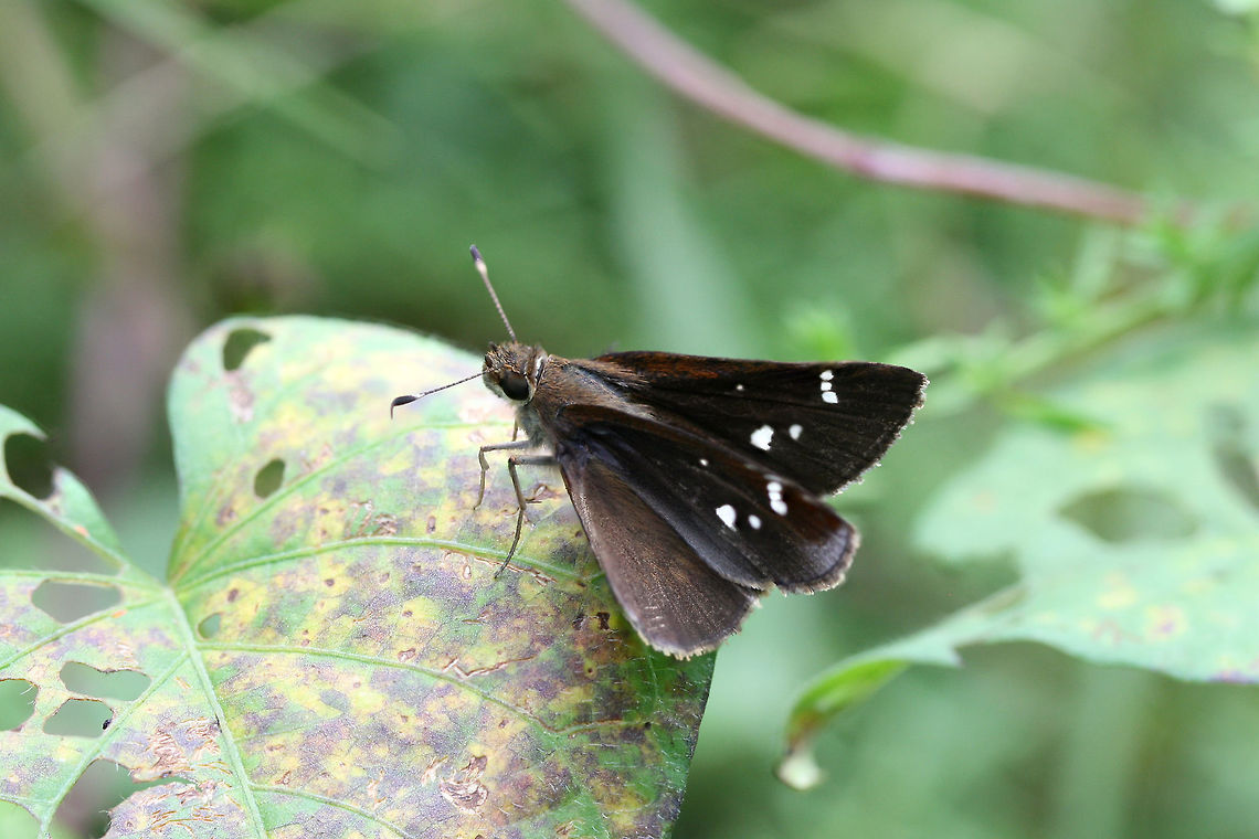 Clouded Skipper (Lerema accius) Near the edge of a wetland habitat in Floyd County, GA.<br />
 Clouded skipper,Geotagged,Lerema accius,Summer,United States,wetland,wetlands