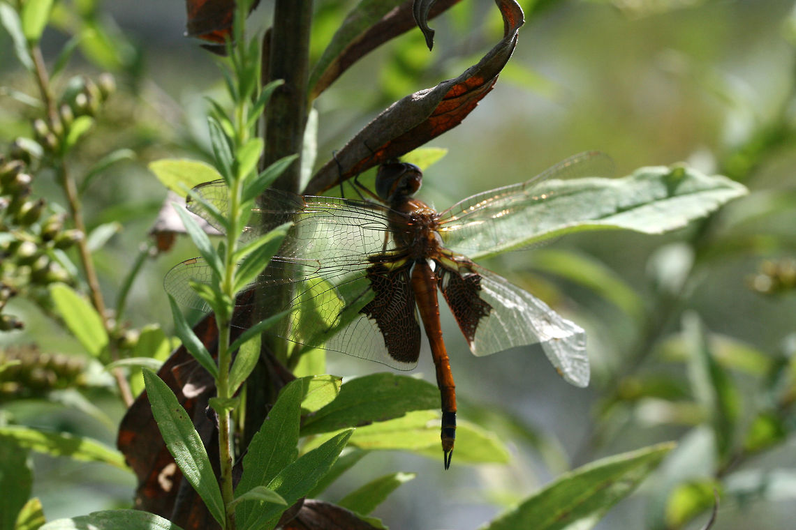 Carolina Saddlebags (Tramea carolina) Not 100 percent sure on this. Could be Tramea onusta)?<br />
Near a pond in a wetland habitat in Floyd County, GA. Carolina Saddlebags,Geotagged,Summer,Tramea carolina,United States,dragonfly,wetland,wetlands