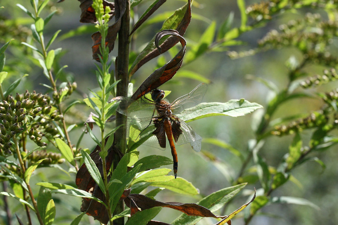 Carolina Saddlebags (Tramea carolina) Not 100 percent sure on this. Could be Tramea onusta)?<br />
Near a pond in a wetland habitat in Floyd County, GA. Carolina Saddlebags,Geotagged,Summer,Tramea carolina,United States,wetland,wetlands