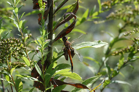 Carolina Saddlebags (Tramea carolina) Not 100 percent sure on this. Could be Tramea onusta)?
Near a pond in a wetland habitat in Floyd County, GA. Carolina Saddlebags,Geotagged,Summer,Tramea carolina,United States,wetland,wetlands