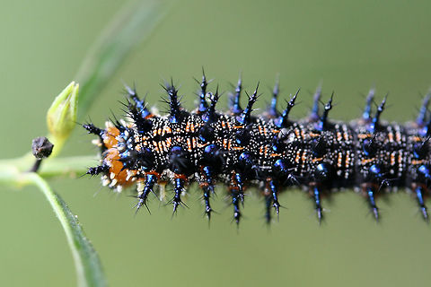 Common Buckeye Larva (Junonia coenia) On Agalinis purpurea near the edge of an overgrown backyard habitat.

Ughhh I suck at photographing spiny caterpillars! :D
https://www.jungledragon.com/image/66263/common_buckeye_larva_junonia_coenia.html
https://www.jungledragon.com/image/66262/common_buckeye_larva_junonia_coenia.html Common Buckeye,Geotagged,Junonia coenia,Summer,United States
