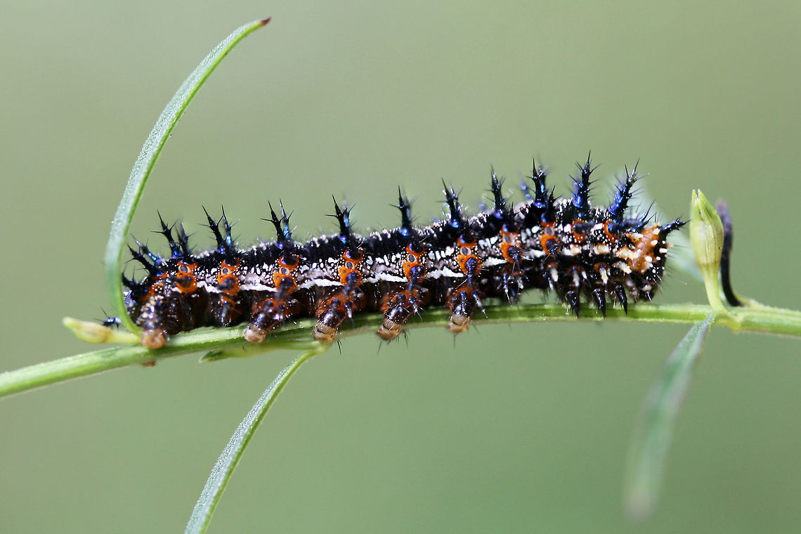 Common Buckeye Larva (Junonia coenia) On Agalinis purpurea near the edge of an overgrown backyard habitat.<br />
<br />
Ughhh I suck at photographing spiny caterpillars! :D<br />
<figure class="photo"><a href="https://www.jungledragon.com/image/66261/common_buckeye_larva_junonia_coenia.html" title="Common Buckeye Larva (Junonia coenia)"><img src="https://s3.amazonaws.com/media.jungledragon.com/images/3231/66261_thumb.jpg?AWSAccessKeyId=05GMT0V3GWVNE7GGM1R2&Expires=1765411210&Signature=%2FdKwOcrdhhCAozJ%2BGzXAHJmO7XY%3D" width="200" height="134" alt="Common Buckeye Larva (Junonia coenia) On Agalinis purpurea near the edge of an overgrown backyard habitat.<br />
<br />
Ughhh I suck at photographing spiny caterpillars! :D<br />
https://www.jungledragon.com/image/66263/common_buckeye_larva_junonia_coenia.html<br />
https://www.jungledragon.com/image/66262/common_buckeye_larva_junonia_coenia.html Common Buckeye,Geotagged,Junonia coenia,Summer,United States" /></a></figure><br />
<figure class="photo"><a href="https://www.jungledragon.com/image/66263/common_buckeye_larva_junonia_coenia.html" title="Common Buckeye Larva (Junonia coenia)"><img src="https://s3.amazonaws.com/media.jungledragon.com/images/3231/66263_thumb.jpg?AWSAccessKeyId=05GMT0V3GWVNE7GGM1R2&Expires=1765411210&Signature=PqTvfOKau13n9PdyS%2FedJICIUac%3D" width="200" height="134" alt="Common Buckeye Larva (Junonia coenia) On Agalinis purpurea near the edge of an overgrown backyard habitat.<br />
<br />
Ughhh I suck at photographing spiny caterpillars! :D<br />
https://www.jungledragon.com/image/66261/common_buckeye_larva_junonia_coenia.html<br />
https://www.jungledragon.com/image/66262/common_buckeye_larva_junonia_coenia.html Common Buckeye,Geotagged,Junonia coenia,Summer,United States" /></a></figure> Common Buckeye,Geotagged,Junonia coenia,Summer,United States