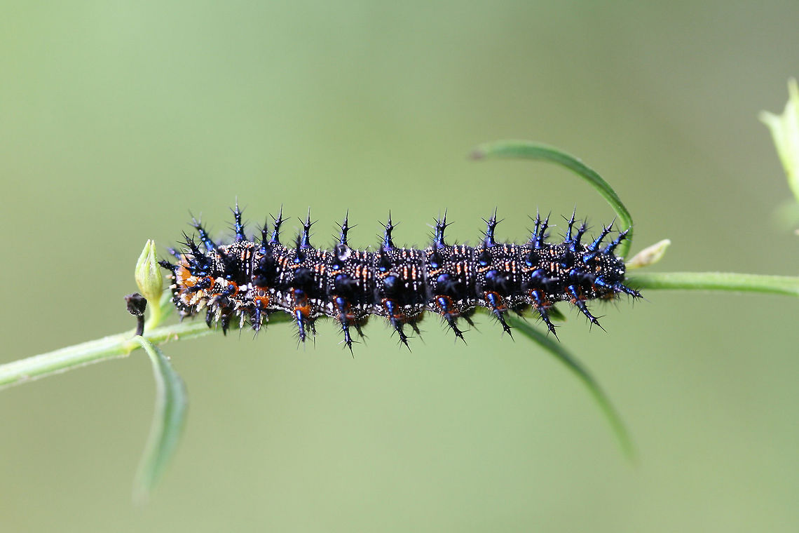 Common Buckeye Larva (Junonia coenia) On Agalinis purpurea near the edge of an overgrown backyard habitat.<br />
<br />
Ughhh I suck at photographing spiny caterpillars! :D<br />
<figure class="photo"><a href="https://www.jungledragon.com/image/66261/common_buckeye_larva_junonia_coenia.html" title="Common Buckeye Larva (Junonia coenia)"><img src="https://s3.amazonaws.com/media.jungledragon.com/images/3231/66261_thumb.jpg?AWSAccessKeyId=05GMT0V3GWVNE7GGM1R2&Expires=1759968010&Signature=AKLk1EiZr%2Baq9eSFZ5VCsaM1KB0%3D" width="200" height="134" alt="Common Buckeye Larva (Junonia coenia) On Agalinis purpurea near the edge of an overgrown backyard habitat.<br />
<br />
Ughhh I suck at photographing spiny caterpillars! :D<br />
https://www.jungledragon.com/image/66263/common_buckeye_larva_junonia_coenia.html<br />
https://www.jungledragon.com/image/66262/common_buckeye_larva_junonia_coenia.html Common Buckeye,Geotagged,Junonia coenia,Summer,United States" /></a></figure><br />
<figure class="photo"><a href="https://www.jungledragon.com/image/66262/common_buckeye_larva_junonia_coenia.html" title="Common Buckeye Larva (Junonia coenia)"><img src="https://s3.amazonaws.com/media.jungledragon.com/images/3231/66262_thumb.jpg?AWSAccessKeyId=05GMT0V3GWVNE7GGM1R2&Expires=1759968010&Signature=rHOvR7CU1ByR4jC4XaFqcM59tBw%3D" width="200" height="134" alt="Common Buckeye Larva (Junonia coenia) On Agalinis purpurea near the edge of an overgrown backyard habitat.<br />
<br />
Ughhh I suck at photographing spiny caterpillars! :D<br />
https://www.jungledragon.com/image/66261/common_buckeye_larva_junonia_coenia.html<br />
https://www.jungledragon.com/image/66263/common_buckeye_larva_junonia_coenia.html Common Buckeye,Geotagged,Junonia coenia,Summer,United States" /></a></figure> Common Buckeye,Geotagged,Junonia coenia,Summer,United States