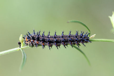 Common Buckeye Larva (Junonia coenia) On Agalinis purpurea near the edge of an overgrown backyard habitat.

Ughhh I suck at photographing spiny caterpillars! :D
https://www.jungledragon.com/image/66261/common_buckeye_larva_junonia_coenia.html
https://www.jungledragon.com/image/66262/common_buckeye_larva_junonia_coenia.html Common Buckeye,Geotagged,Junonia coenia,Summer,United States