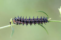 Common Buckeye Larva (Junonia coenia) On Agalinis purpurea near the edge of an overgrown backyard habitat.<br />
<br />
Ughhh I suck at photographing spiny caterpillars! :D<br />
https://www.jungledragon.com/image/66261/common_buckeye_larva_junonia_coenia.html<br />
https://www.jungledragon.com/image/66262/common_buckeye_larva_junonia_coenia.html Common Buckeye,Geotagged,Junonia coenia,Summer,United States