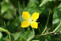 Wingleaf Primrose-Willow (Ludwigia decurrens) At the edge of a wetland (in a drainage ditch within it) in Floyd County, GA.<br />
<br />
Not 100 percent sure on ID. Will go back to check some features to confirm. Any ID guidance is much appreciated.<br />
https://www.jungledragon.com/image/66271/wingleaf_primrose-willow_ludwigia_decurrens.html<br />
https://www.jungledragon.com/image/66270/wingleaf_primrose-willow_ludwigia_decurrens.html Geotagged,Ludwigia decurrens,Primrose-Willow,Summer,United States,Wingleaf Primrose-Willow,ludwigia,wetland,wetlands