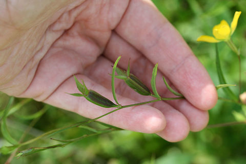 Wingleaf Primrose-Willow (Ludwigia decurrens) At the edge of a wetland (in a drainage ditch within it) in Floyd County, GA.

Not 100 percent sure on ID. Will go back to check some features to confirm. Any ID guidance is much appreciated.
https://www.jungledragon.com/image/66271/wingleaf_primrose-willow_ludwigia_decurrens.html
https://www.jungledragon.com/image/66269/wingleaf_primrose-willow_ludwigia_decurrens.html Geotagged,Ludwigia decurrens,Summer,United States