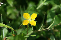 Wingleaf Primrose-Willow (Ludwigia decurrens) At the edge of a wetland (in a drainage ditch within it) in Floyd County, GA.<br />
<br />
Not 100 percent sure on ID. Will go back to check some features to confirm. Any ID guidance is much appreciated.<br />
https://www.jungledragon.com/image/66270/wingleaf_primrose-willow_ludwigia_decurrens.html<br />
https://www.jungledragon.com/image/66269/wingleaf_primrose-willow_ludwigia_decurrens.html Geotagged,Ludwigia decurrens,Summer,United States