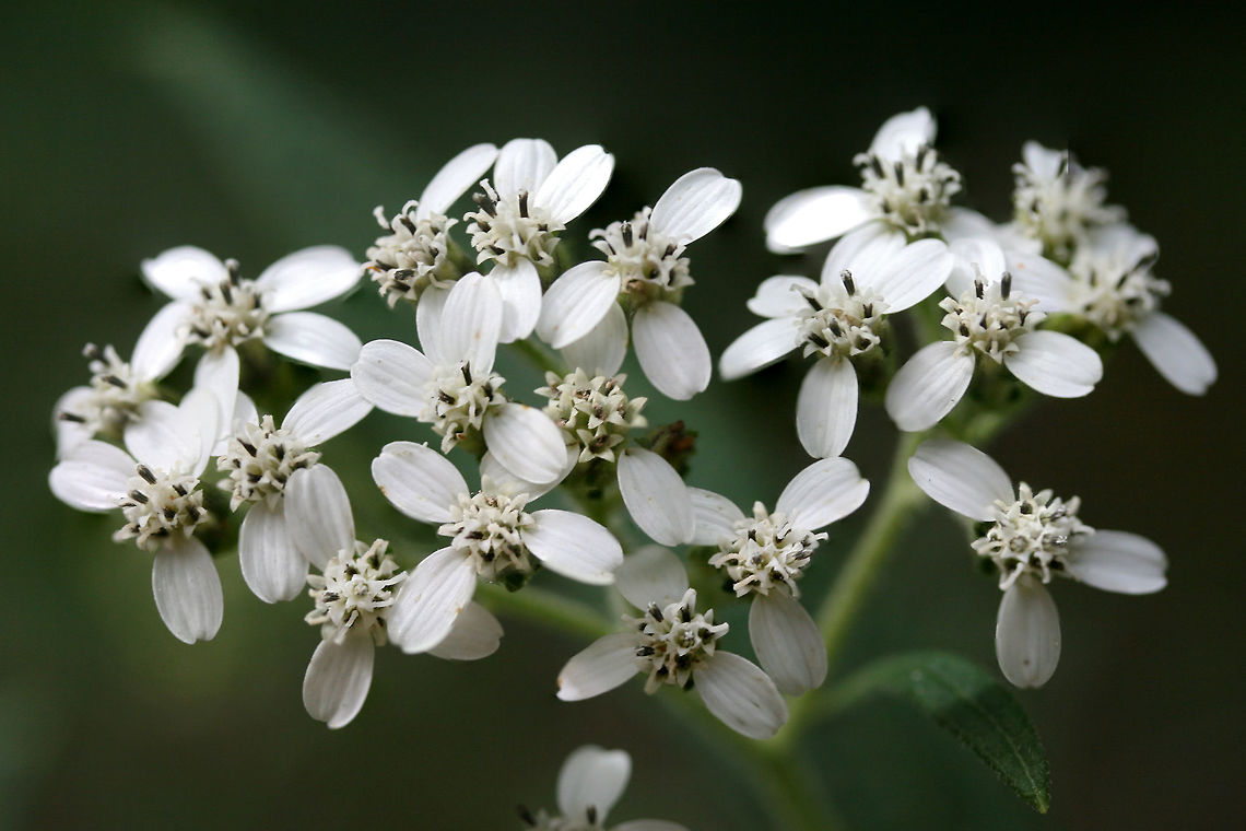 Frostweed (Verbesina virginica) At the edge of a dense mixed hardwood/coniferous forest.<br />
<br />
This plant gets its common name from an unusual phenomenon that occurs with the first freezing temperatures of the year. The cell walls of stems burst under freezing conditions and form unique ice formations called frost flowers!<br />
<br />
Watch this cool Youtube video of them forming:<br />
<section class="video"><iframe width="448" height="282" src="https://www.youtube-nocookie.com/embed/mBnXHgAyaVg?hd=1&autoplay=0&rel=0" frameborder="0" allowfullscreen></iframe></section> Geotagged,Summer,United States,Verbesina virginica