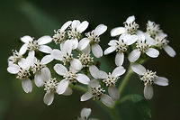 Frostweed (Verbesina virginica) At the edge of a dense mixed hardwood/coniferous forest.<br />
<br />
This plant gets its common name from an unusual phenomenon that occurs with the first freezing temperatures of the year. The cell walls of stems burst under freezing conditions and form unique ice formations called frost flowers!<br />
<br />
Watch this cool Youtube video of them forming:<br />
https://youtu.be/mBnXHgAyaVg Geotagged,Summer,United States,Verbesina virginica
