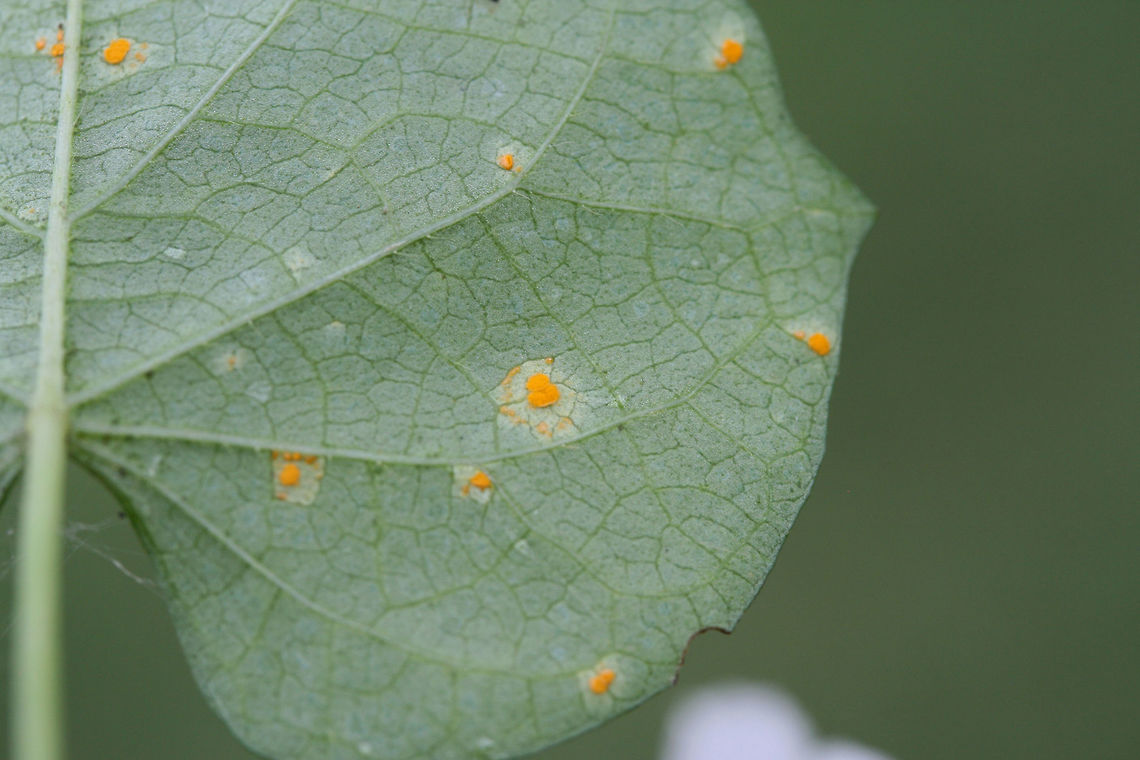 Morning Glory Rust Fungus (Coleosporium ipomoeae) TENTATIVE ID.<br />
Rust fungus on the underside of a Morning Glory (Ipomoea sp.) leaf at the edge of an overgrown backyard habitat.<br />
<figure class="photo"><a href="https://www.jungledragon.com/image/66301/morning_glory_rust_fungus_coleosporium_ipomoeae.html" title="Morning Glory Rust Fungus (Coleosporium ipomoeae)"><img src="https://s3.amazonaws.com/media.jungledragon.com/images/3231/66301_thumb.jpg?AWSAccessKeyId=05GMT0V3GWVNE7GGM1R2&Expires=1759968010&Signature=MN06PcH8CftM%2Fe00tOd0HM1Sx9o%3D" width="200" height="140" alt="Morning Glory Rust Fungus (Coleosporium ipomoeae) TENTATIVE ID.<br />
Rust fungus on the underside of a Morning Glory (Ipomoea sp.) leaf at the edge of an overgrown backyard habitat.<br />
https://www.jungledragon.com/image/66300/morning_glory_rust_fungus_coleosporium_ipomoeae.html Coleosporium ipomoeae,Geotagged,Summer,United States" /></a></figure> Coleosporium ipomoeae,Geotagged,Summer,United States