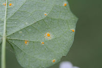 Morning Glory Rust Fungus (Coleosporium ipomoeae) TENTATIVE ID.<br />
Rust fungus on the underside of a Morning Glory (Ipomoea sp.) leaf at the edge of an overgrown backyard habitat.<br />
https://www.jungledragon.com/image/66301/morning_glory_rust_fungus_coleosporium_ipomoeae.html Coleosporium ipomoeae,Geotagged,Summer,United States