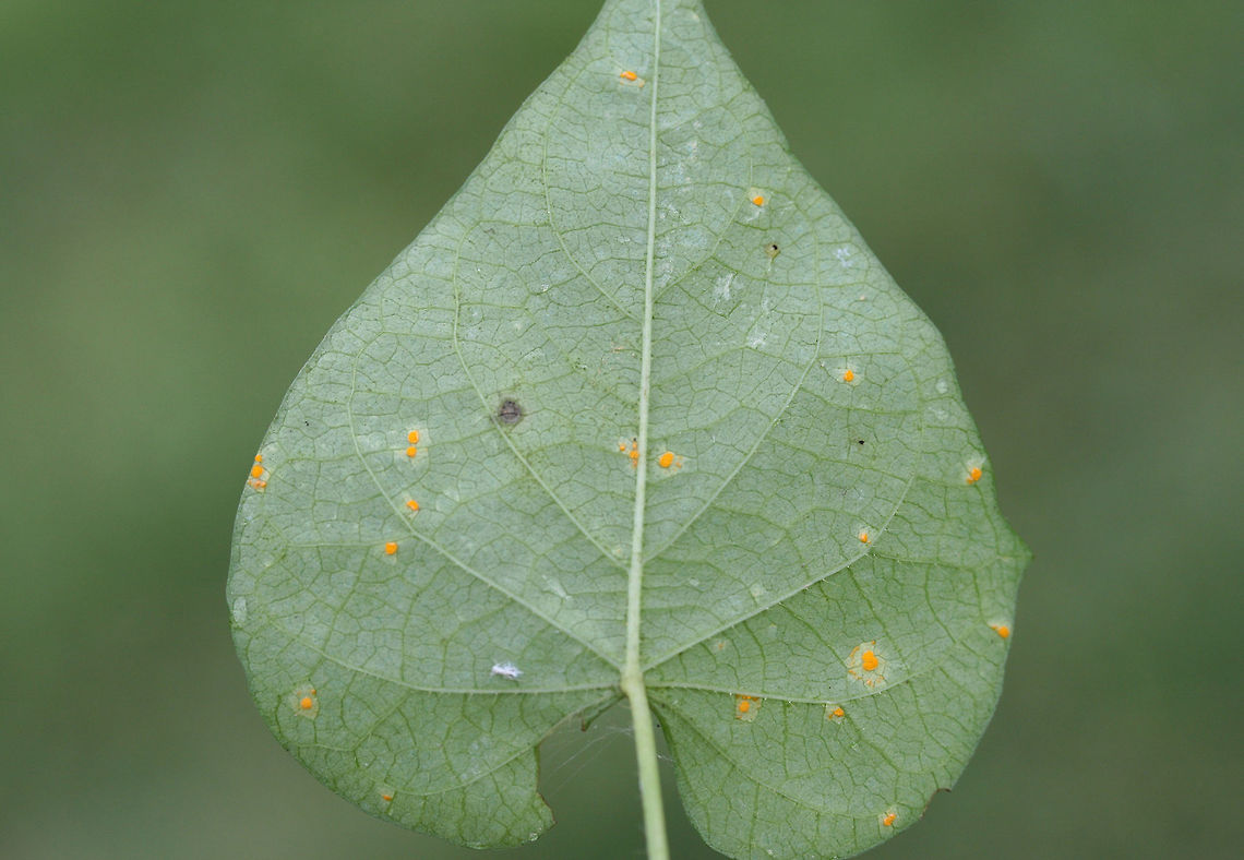 Morning Glory Rust Fungus (Coleosporium ipomoeae) TENTATIVE ID.<br />
Rust fungus on the underside of a Morning Glory (Ipomoea sp.) leaf at the edge of an overgrown backyard habitat.<br />
<figure class="photo"><a href="https://www.jungledragon.com/image/66300/morning_glory_rust_fungus_coleosporium_ipomoeae.html" title="Morning Glory Rust Fungus (Coleosporium ipomoeae)"><img src="https://s3.amazonaws.com/media.jungledragon.com/images/3231/66300_thumb.jpg?AWSAccessKeyId=05GMT0V3GWVNE7GGM1R2&Expires=1767225610&Signature=4I1ob9IOZxgoUtoHKKriaOBJM8M%3D" width="200" height="134" alt="Morning Glory Rust Fungus (Coleosporium ipomoeae) TENTATIVE ID.<br />
Rust fungus on the underside of a Morning Glory (Ipomoea sp.) leaf at the edge of an overgrown backyard habitat.<br />
https://www.jungledragon.com/image/66301/morning_glory_rust_fungus_coleosporium_ipomoeae.html Coleosporium ipomoeae,Geotagged,Summer,United States" /></a></figure> Coleosporium ipomoeae,Geotagged,Summer,United States
