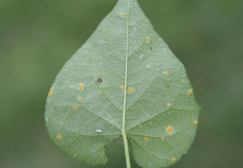 Morning Glory Rust Fungus (Coleosporium ipomoeae) TENTATIVE ID.
Rust fungus on the underside of a Morning Glory (Ipomoea sp.) leaf at the edge of an overgrown backyard habitat.
https://www.jungledragon.com/image/66300/morning_glory_rust_fungus_coleosporium_ipomoeae.html Coleosporium ipomoeae,Geotagged,Summer,United States