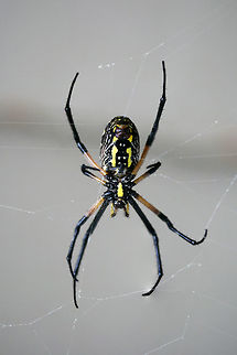 Yellow Garden Spider (Argiope aurantia) This beauty is currently spinning a web on my front porch (right beside my front door)!
https://www.jungledragon.com/image/66303/yellow_garden_spider_argiope_aurantia.html Argiope aurantia,Geotagged,Summer,United States,Yellow Garden Spider