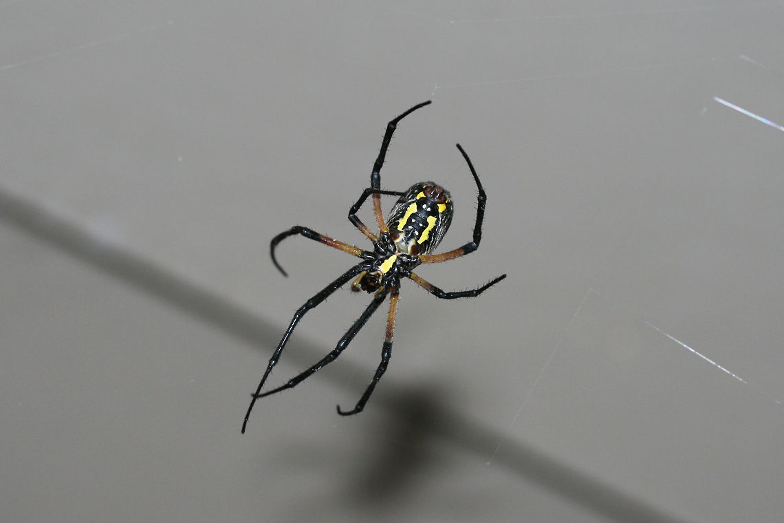 Yellow Garden Spider (Argiope aurantia) <br />
This beauty is currently spinning a web on my front porch (right beside my front door)!<br />
<figure class="photo"><a href="https://www.jungledragon.com/image/66302/yellow_garden_spider_argiope_aurantia.html" title="Yellow Garden Spider (Argiope aurantia)"><img src="https://s3.amazonaws.com/media.jungledragon.com/images/3231/66302_thumb.jpg?AWSAccessKeyId=05GMT0V3GWVNE7GGM1R2&Expires=1767225610&Signature=MhDwfpotIAvgdJ8qrdLfJqGL8Ss%3D" width="102" height="152" alt="Yellow Garden Spider (Argiope aurantia) This beauty is currently spinning a web on my front porch (right beside my front door)!<br />
https://www.jungledragon.com/image/66303/yellow_garden_spider_argiope_aurantia.html Argiope aurantia,Geotagged,Summer,United States,Yellow Garden Spider" /></a></figure> Argiope aurantia,Geotagged,Summer,United States,Yellow Garden Spider