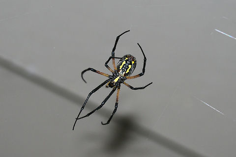 Yellow Garden Spider (Argiope aurantia) 
This beauty is currently spinning a web on my front porch (right beside my front door)!
https://www.jungledragon.com/image/66302/yellow_garden_spider_argiope_aurantia.html Argiope aurantia,Geotagged,Summer,United States,Yellow Garden Spider