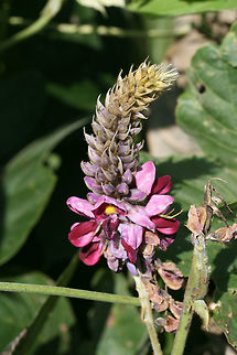 Kudzu (Pueraria montana) INTRODUCED/INVASIVE.
In a public park near a riverside.

Kudzu is a highly invasive vine which was introduced (from Japan and southeast China) in the 1930s and 1940s for soil erosion prevention. It is notorious for "swallowing up" natural areas of  the southeastern US and threatening native plant communities.
 Geotagged,Pueraria montana,Summer,United States