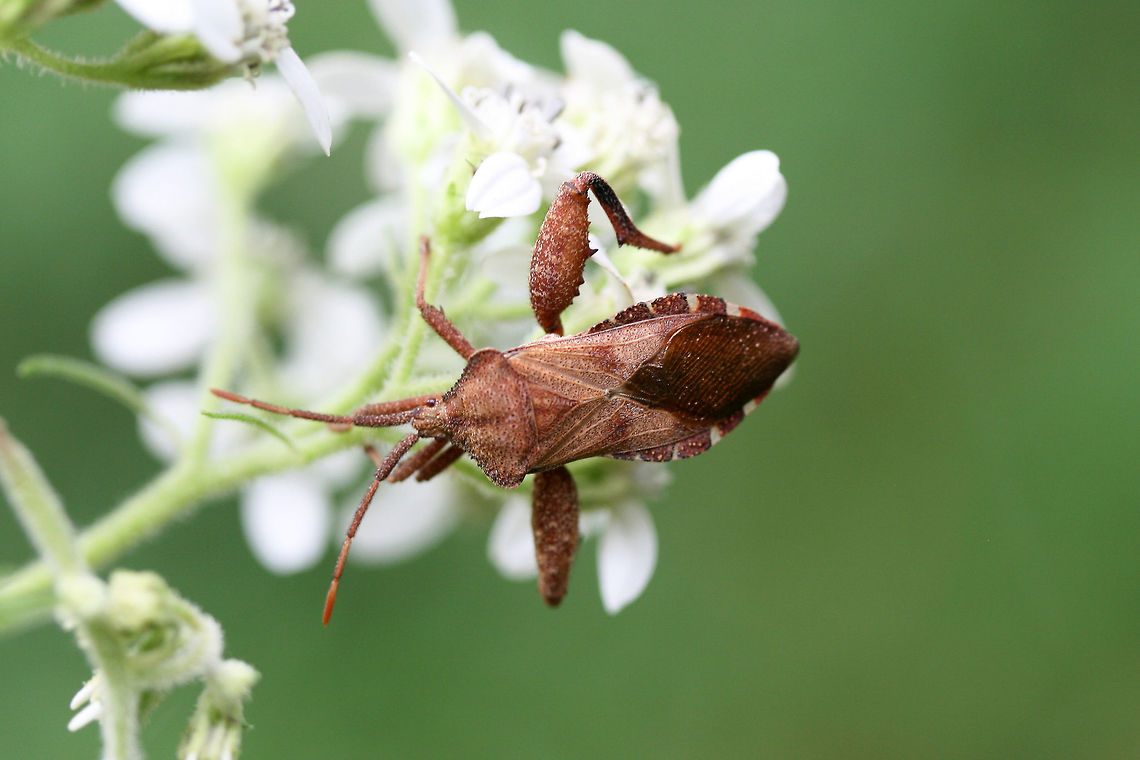 Helmeted Squash Bug (Euthochtha galeator) On Eupatorium sp. (boneset) at the edge of a dense mixed hardwood/coniferous forest in NW Georgia (Gordon County), US.<br />
 Euthochtha galeator,Geotagged,Helmeted Squash Bug,Piezogaster calcarator,Summer,United States