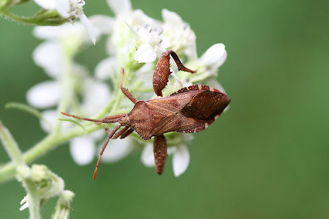 Helmeted Squash Bug (Euthochtha galeator) On Eupatorium sp. (boneset) at the edge of a dense mixed hardwood/coniferous forest in NW Georgia (Gordon County), US.
 Euthochtha galeator,Geotagged,Helmeted Squash Bug,Piezogaster calcarator,Summer,United States