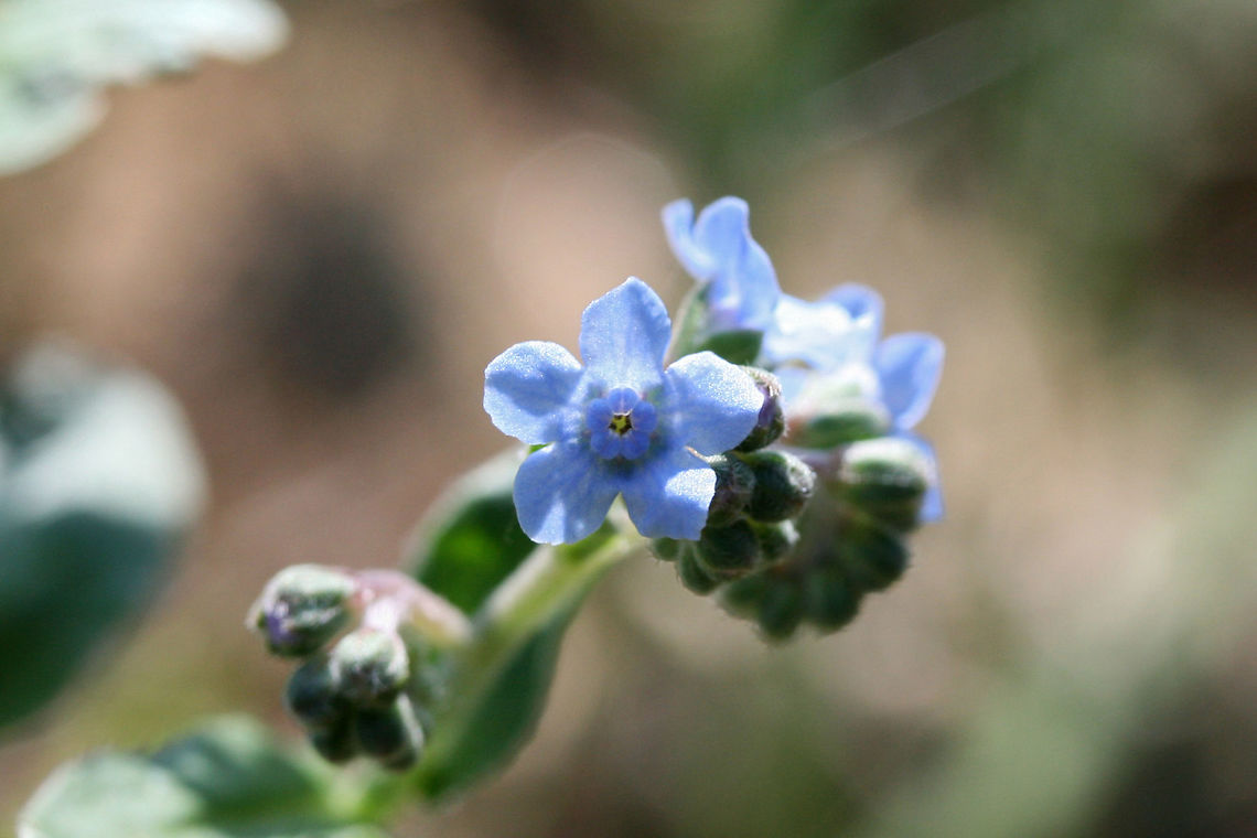 Chinese Forget-Me-Not (Cynoglossum amabile) INTRODUCED. Growing in a public park in Floyd County, GA.<br />
<br />
I went to visit a flower garden set aside for bee and pollinator populations, and I was unfortunately met with ONLY introduced and invasive species of flowers! I won&#039;t mention the organization here, but I am currently working on writing a letter encouraging the usage of natives and discouraging the planting of invasives and nonnatives. It is maddening!<br />
<br />
<figure class="photo"><a href="https://www.jungledragon.com/image/66461/chinese_forget-me-not_cynoglossum_amabile.html" title="Chinese Forget-Me-Not (Cynoglossum amabile)"><img src="https://s3.amazonaws.com/media.jungledragon.com/images/3231/66461_thumb.jpg?AWSAccessKeyId=05GMT0V3GWVNE7GGM1R2&Expires=1759968010&Signature=ga1bT873ilx5tKgmiw0cM3Q4R%2Bk%3D" width="102" height="152" alt="Chinese Forget-Me-Not (Cynoglossum amabile) INTRODUCED. Growing in a public park in Floyd County, GA.<br />
<br />
I went to visit a flower garden set aside for bee populations, and I was unfortunately met with ONLY introduced and invasive species of flowers! I won&#039;t mention the organization here, but I am currently working on writing a letter encouraging the usage of natives and discouraging the planting of invasives and nonnatives. It is maddening!<br />
https://www.jungledragon.com/image/66459/chinese_forget-me-not_cynoglossum_amabile.html<br />
https://www.jungledragon.com/image/66460/chinese_forget-me-not_cynoglossum_amabile.html Cynoglossum amabile,Geotagged,Summer,United States" /></a></figure><br />
<figure class="photo"><a href="https://www.jungledragon.com/image/66460/chinese_forget-me-not_cynoglossum_amabile.html" title="Chinese Forget-Me-Not (Cynoglossum amabile)"><img src="https://s3.amazonaws.com/media.jungledragon.com/images/3231/66460_thumb.jpg?AWSAccessKeyId=05GMT0V3GWVNE7GGM1R2&Expires=1759968010&Signature=ezxNVkdjPEk8J%2Fy1REqCW3TxcI8%3D" width="200" height="134" alt="Chinese Forget-Me-Not (Cynoglossum amabile) INTRODUCED. Growing in a public park in Floyd County, GA.<br />
<br />
I went to visit a flower garden set aside for bee populations, and I was unfortunately met with ONLY introduced and invasive species of flowers! I won&#039;t mention the organization here, but I am currently working on writing a letter encouraging the usage of natives and discouraging the planting of invasives and nonnatives. It is maddening!<br />
https://www.jungledragon.com/image/66461/chinese_forget-me-not_cynoglossum_amabile.html<br />
https://www.jungledragon.com/image/66459/chinese_forget-me-not_cynoglossum_amabile.html Cynoglossum amabile,Geotagged,Summer,United States" /></a></figure> Cynoglossum amabile,Geotagged,Summer,United States