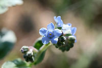 Chinese Forget-Me-Not (Cynoglossum amabile) INTRODUCED. Growing in a public park in Floyd County, GA.<br />
<br />
I went to visit a flower garden set aside for bee and pollinator populations, and I was unfortunately met with ONLY introduced and invasive species of flowers! I won't mention the organization here, but I am currently working on writing a letter encouraging the usage of natives and discouraging the planting of invasives and nonnatives. It is maddening!<br />
<br />
https://www.jungledragon.com/image/66461/chinese_forget-me-not_cynoglossum_amabile.html<br />
https://www.jungledragon.com/image/66460/chinese_forget-me-not_cynoglossum_amabile.html Cynoglossum amabile,Geotagged,Summer,United States