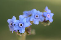 Chinese Forget-Me-Not (Cynoglossum amabile) INTRODUCED. Growing in a public park in Floyd County, GA.<br />
<br />
I went to visit a flower garden set aside for bee populations, and I was unfortunately met with ONLY introduced and invasive species of flowers! I won't mention the organization here, but I am currently working on writing a letter encouraging the usage of natives and discouraging the planting of invasives and nonnatives. It is maddening!<br />
https://www.jungledragon.com/image/66461/chinese_forget-me-not_cynoglossum_amabile.html<br />
https://www.jungledragon.com/image/66459/chinese_forget-me-not_cynoglossum_amabile.html Cynoglossum amabile,Geotagged,Summer,United States