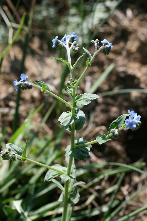 Chinese Forget-Me-Not (Cynoglossum amabile) INTRODUCED. Growing in a public park in Floyd County, GA.<br />
<br />
I went to visit a flower garden set aside for bee populations, and I was unfortunately met with ONLY introduced and invasive species of flowers! I won&#039;t mention the organization here, but I am currently working on writing a letter encouraging the usage of natives and discouraging the planting of invasives and nonnatives. It is maddening!<br />
<figure class="photo"><a href="https://www.jungledragon.com/image/66459/chinese_forget-me-not_cynoglossum_amabile.html" title="Chinese Forget-Me-Not (Cynoglossum amabile)"><img src="https://s3.amazonaws.com/media.jungledragon.com/images/3231/66459_thumb.jpg?AWSAccessKeyId=05GMT0V3GWVNE7GGM1R2&Expires=1759968010&Signature=NtgE4zshrlPYtkey7P3hsb2aWMA%3D" width="200" height="134" alt="Chinese Forget-Me-Not (Cynoglossum amabile) INTRODUCED. Growing in a public park in Floyd County, GA.<br />
<br />
I went to visit a flower garden set aside for bee and pollinator populations, and I was unfortunately met with ONLY introduced and invasive species of flowers! I won&#039;t mention the organization here, but I am currently working on writing a letter encouraging the usage of natives and discouraging the planting of invasives and nonnatives. It is maddening!<br />
<br />
https://www.jungledragon.com/image/66461/chinese_forget-me-not_cynoglossum_amabile.html<br />
https://www.jungledragon.com/image/66460/chinese_forget-me-not_cynoglossum_amabile.html Cynoglossum amabile,Geotagged,Summer,United States" /></a></figure><br />
<figure class="photo"><a href="https://www.jungledragon.com/image/66460/chinese_forget-me-not_cynoglossum_amabile.html" title="Chinese Forget-Me-Not (Cynoglossum amabile)"><img src="https://s3.amazonaws.com/media.jungledragon.com/images/3231/66460_thumb.jpg?AWSAccessKeyId=05GMT0V3GWVNE7GGM1R2&Expires=1759968010&Signature=ezxNVkdjPEk8J%2Fy1REqCW3TxcI8%3D" width="200" height="134" alt="Chinese Forget-Me-Not (Cynoglossum amabile) INTRODUCED. Growing in a public park in Floyd County, GA.<br />
<br />
I went to visit a flower garden set aside for bee populations, and I was unfortunately met with ONLY introduced and invasive species of flowers! I won&#039;t mention the organization here, but I am currently working on writing a letter encouraging the usage of natives and discouraging the planting of invasives and nonnatives. It is maddening!<br />
https://www.jungledragon.com/image/66461/chinese_forget-me-not_cynoglossum_amabile.html<br />
https://www.jungledragon.com/image/66459/chinese_forget-me-not_cynoglossum_amabile.html Cynoglossum amabile,Geotagged,Summer,United States" /></a></figure> Cynoglossum amabile,Geotagged,Summer,United States