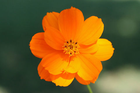 Yellow Cosmos (Cosmos sulphureus) INTRODUCED/INVASIVE. Growing in a public park in Floyd County, GA.

I went to visit a flower garden set aside for bee and pollinator populations, and I was unfortunately met with ONLY introduced and invasive species of flowers! I won't mention the organization here, but I am currently working on writing a letter encouraging the usage of natives and discouraging the planting of invasives and nonnatives. It is maddening!
https://www.jungledragon.com/image/66465/yellow_cosmos_cosmos_sulphureus.html
https://www.jungledragon.com/image/66464/yellow_cosmos_cosmos_sulphureus.html Cosmos sulphureus,Geotagged,Summer,United States