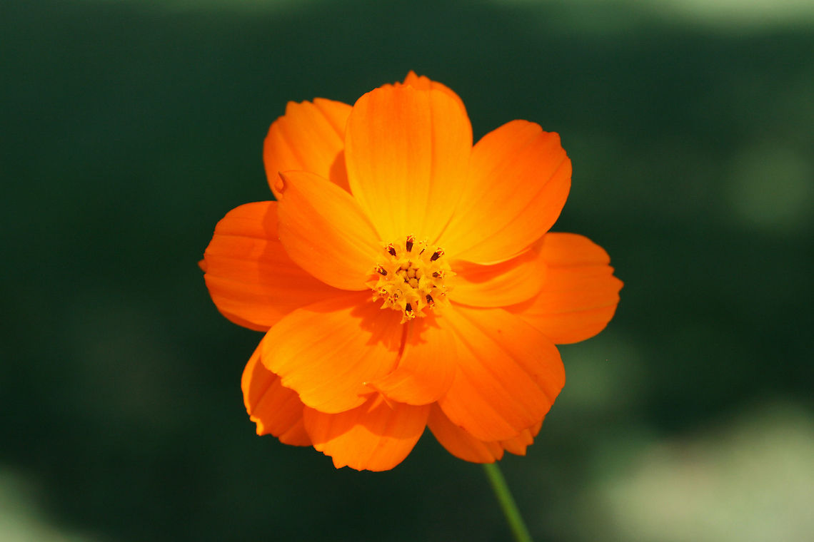 Yellow Cosmos (Cosmos sulphureus) INTRODUCED/INVASIVE. Growing in a public park in Floyd County, GA.<br />
<br />
I went to visit a flower garden set aside for bee and pollinator populations, and I was unfortunately met with ONLY introduced and invasive species of flowers! I won&#039;t mention the organization here, but I am currently working on writing a letter encouraging the usage of natives and discouraging the planting of invasives and nonnatives. It is maddening!<br />
<figure class="photo"><a href="https://www.jungledragon.com/image/66465/yellow_cosmos_cosmos_sulphureus.html" title="Yellow Cosmos (Cosmos sulphureus)"><img src="https://s3.amazonaws.com/media.jungledragon.com/images/3231/66465_thumb.jpg?AWSAccessKeyId=05GMT0V3GWVNE7GGM1R2&Expires=1767225610&Signature=qHcH65FCeejOZY0cn2gidS3gSmY%3D" width="200" height="134" alt="Yellow Cosmos (Cosmos sulphureus) INTRODUCED/INVASIVE. Growing in a public park in Floyd County, GA.<br />
<br />
I went to visit a flower garden set aside for bee and pollinator populations, and I was unfortunately met with ONLY introduced and invasive species of flowers! I won&#039;t mention the organization here, but I am currently working on writing a letter encouraging the usage of natives and discouraging the planting of invasives and nonnatives. It is maddening!<br />
https://www.jungledragon.com/image/66463/yellow_cosmos_cosmos_sulphureus.html<br />
https://www.jungledragon.com/image/66464/yellow_cosmos_cosmos_sulphureus.html Cosmos sulphureus,Geotagged,Summer,United States" /></a></figure><br />
<figure class="photo"><a href="https://www.jungledragon.com/image/66463/yellow_cosmos_cosmos_sulphureus.html" title="Yellow Cosmos (Cosmos sulphureus)"><img src="https://s3.amazonaws.com/media.jungledragon.com/images/3231/66463_thumb.jpg?AWSAccessKeyId=05GMT0V3GWVNE7GGM1R2&Expires=1767225610&Signature=NNKYz2joGHbHNFYrPfkndIyZMco%3D" width="200" height="134" alt="Yellow Cosmos (Cosmos sulphureus) INTRODUCED/INVASIVE. Growing in a public park in Floyd County, GA.<br />
<br />
I went to visit a flower garden set aside for bee and pollinator populations, and I was unfortunately met with ONLY introduced and invasive species of flowers! I won&#039;t mention the organization here, but I am currently working on writing a letter encouraging the usage of natives and discouraging the planting of invasives and nonnatives. It is maddening!<br />
https://www.jungledragon.com/image/66465/yellow_cosmos_cosmos_sulphureus.html<br />
https://www.jungledragon.com/image/66464/yellow_cosmos_cosmos_sulphureus.html Cosmos sulphureus,Geotagged,Summer,United States" /></a></figure> Cosmos sulphureus,Geotagged,Summer,United States