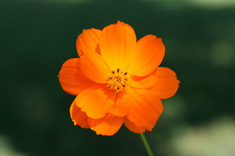 Yellow Cosmos (Cosmos sulphureus) INTRODUCED/INVASIVE. Growing in a public park in Floyd County, GA.

I went to visit a flower garden set aside for bee and pollinator populations, and I was unfortunately met with ONLY introduced and invasive species of flowers! I won't mention the organization here, but I am currently working on writing a letter encouraging the usage of natives and discouraging the planting of invasives and nonnatives. It is maddening!
https://www.jungledragon.com/image/66465/yellow_cosmos_cosmos_sulphureus.html
https://www.jungledragon.com/image/66463/yellow_cosmos_cosmos_sulphureus.html Cosmos sulphureus,Geotagged,Summer,United States