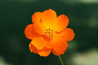 Yellow Cosmos (Cosmos sulphureus) INTRODUCED/INVASIVE. Growing in a public park in Floyd County, GA.<br />
<br />
I went to visit a flower garden set aside for bee and pollinator populations, and I was unfortunately met with ONLY introduced and invasive species of flowers! I won't mention the organization here, but I am currently working on writing a letter encouraging the usage of natives and discouraging the planting of invasives and nonnatives. It is maddening!<br />
https://www.jungledragon.com/image/66465/yellow_cosmos_cosmos_sulphureus.html<br />
https://www.jungledragon.com/image/66463/yellow_cosmos_cosmos_sulphureus.html Cosmos sulphureus,Geotagged,Summer,United States